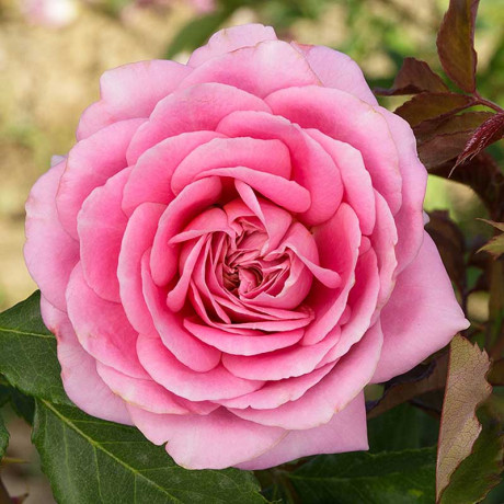 Роза шраб Робе а ля Франсез Садовита