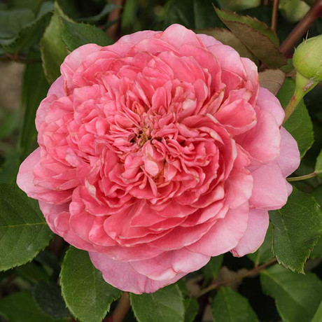 Роза шраб Робе а ля Франсез Садовита