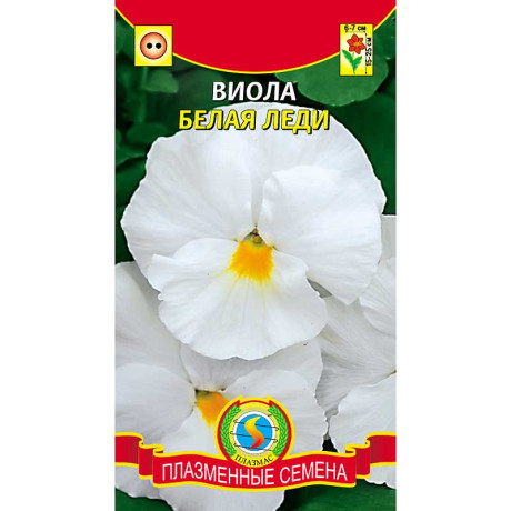 Виола Белая леди Плазма Ц