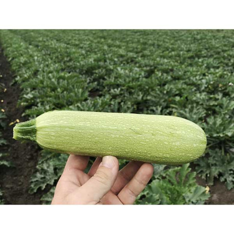 Кабачок Марселла 500шт EZ