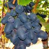 Виноград Велика среднеранний Садовита
