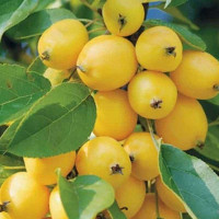 Яблоня Золотая ранняя (китайка) (сем.под) Садовита