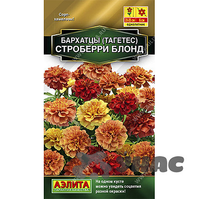 Бархатцы Строберри блонд отклон Аэлита Ц