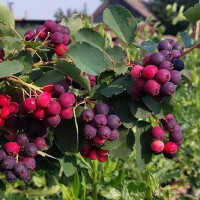 Ирга Тиссен Садовита