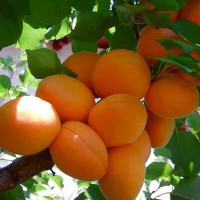 Абрикос Шалах Садовита