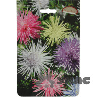 К Астра Водевиль смесь низкорослая Каприс