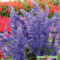 Сальвия Рио НК Ц