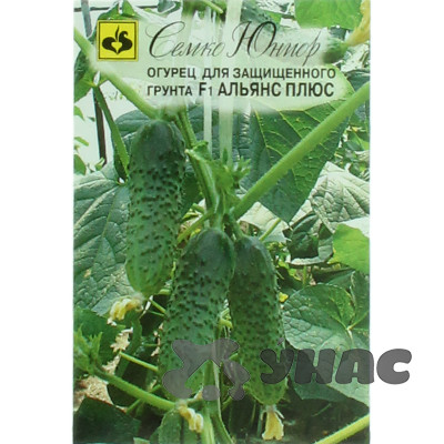 Огурец Альянс плюс Семко Ц
