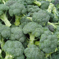 Капуста брокколи Батори