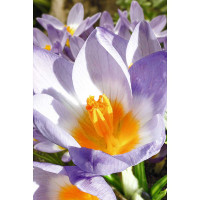 Крокус Триколор 5/+ 10 шт Садовита