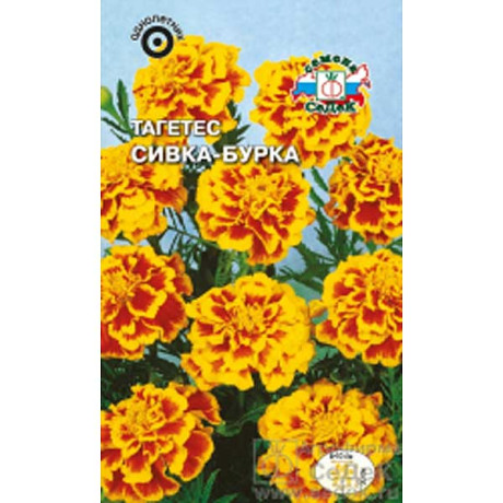 Тагетес Сивка-Бурка Седек Ц
