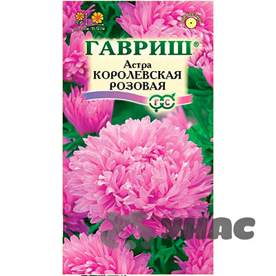 Астра Королевская розовая Гавриш Ц