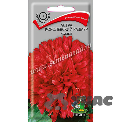 Астра Королевский размер красная Поиск Ц
