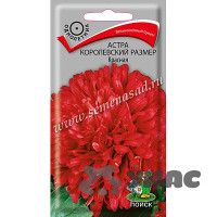 Астра Королевский размер красная Поиск Ц