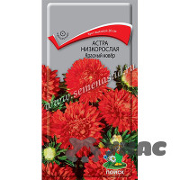 Астра Красный Ковер низкоросл. Поиск Ц