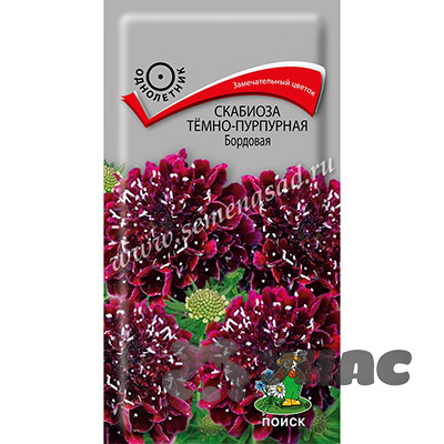 Скабиоза темно-пурпурная Бордовая Поиск Ц