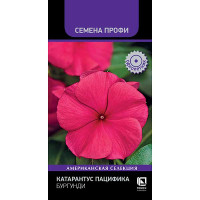 Катарантус Пацифика Бургунди Поиск Ц