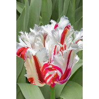 Тюльпан Эстелла Рижнвельд 11/12 7 шт Садовита