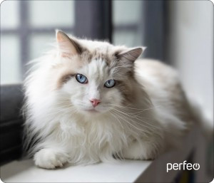 Perfeo Коврик для комп. мыши "Cat", Рис.1 (350x300x3 мм), ткань+резин.основание PF_D0638