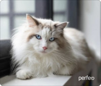 Perfeo Коврик для комп. мыши "Cat", Рис.1 (350x300x3 мм), ткань+резин.основание PF_D0638