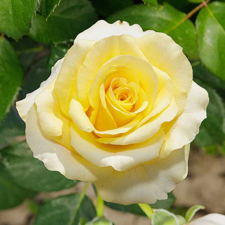 Роза чайно-гибридная Старлайт Садовита