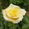 Роза чайно-гибридная Старлайт Садовита