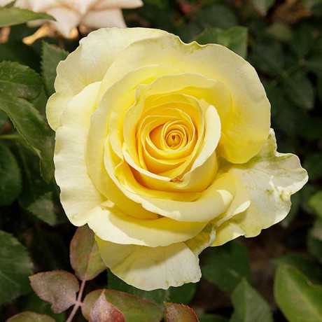 Роза чайно-гибридная Старлайт Садовита