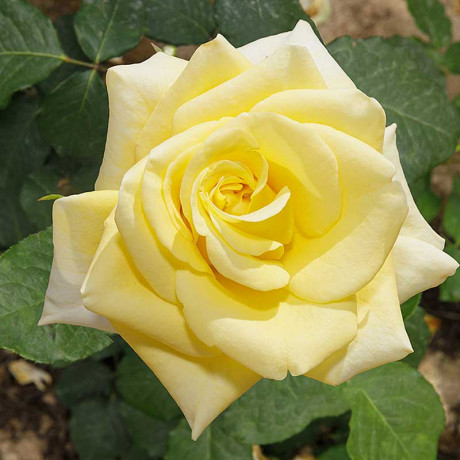 Роза чайно-гибридная Старлайт Садовита