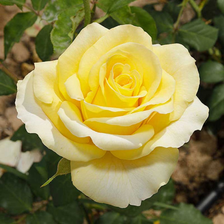 Роза чайно-гибридная Старлайт Садовита