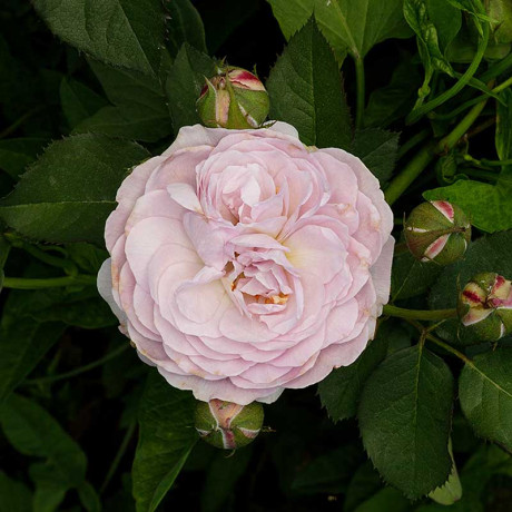 Роза шраб Флоренс Делатре Садовита