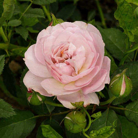 Роза шраб Флоренс Делатре Садовита