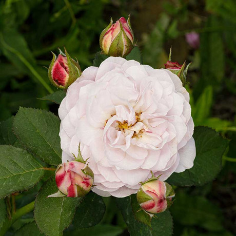 Роза шраб Флоренс Делатре Садовита