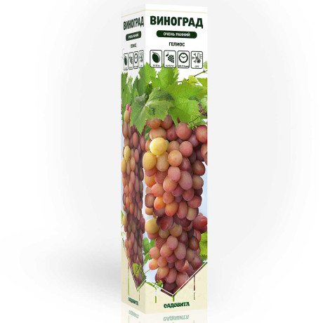 Виноград Гелиос очень ранний Садовита