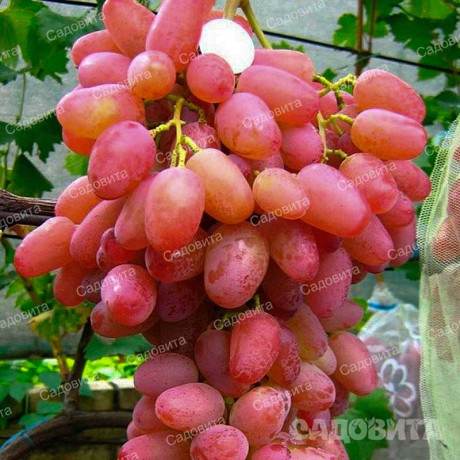 Виноград Гелиос очень ранний Садовита
