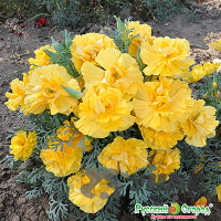 Эшшольция Русский размер Золотая НК Ц