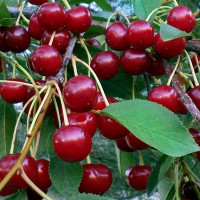 Вишня Превосходная Колесниковой Садовита