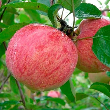 Яблоня Коричное полосатое (семенной подв) Садовита