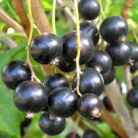 Смородина черная Пигмей Садовита