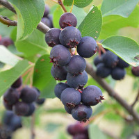 Ирга Хонивуд Садовита