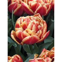 Тюльпан Конго 10/11 3 шт