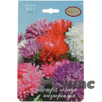 К Астра Элиза низкоросл Каприс