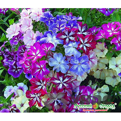 Флокс Стари Айз смесь НК Ц