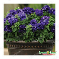 Петуния Дабл Каскад Блу махр. НК Ц