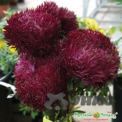 Астра Черный бриллиант НК Ц