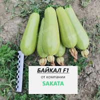 Кабачок Байкал (Нидерланды) Каприс