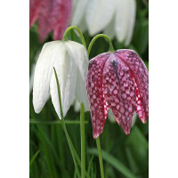 Фритиллярия Мелеагрис Микс 5/6 10 шт Садовита