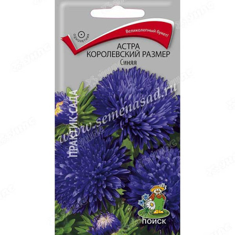 Астра Королевский размер синяя Поиск Ц