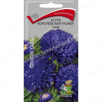 Астра Королевский размер синяя Поиск Ц