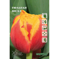 Тюльпан Шелл 11/12 8 шт Садовита