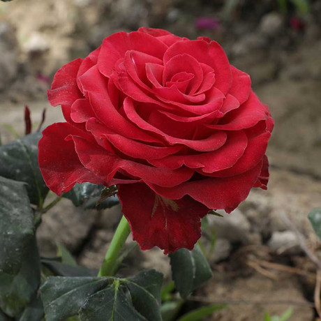 Роза чайно-гибридная Родос Садовита